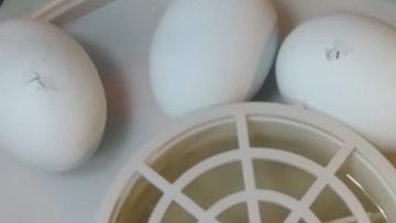 S1: E10 The cycle of life