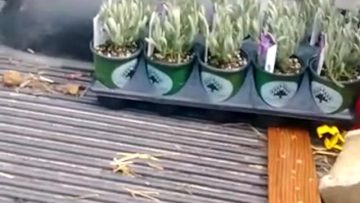 S1: E2 Trip to wholesale Lavender supplier