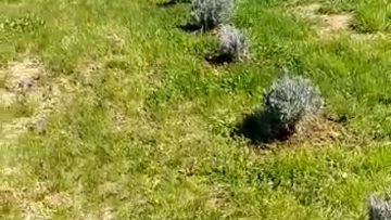 S1: E4 First day of planting newly purchased lavender