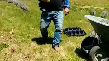 S1: E5 Organizing the layout of the lavender field