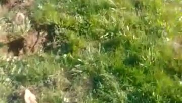 S1: E6 Fertilizing lavender