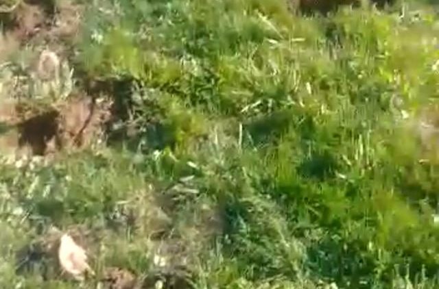 S1: E6 Fertilizing lavender