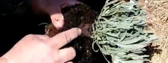 S1: E7 Dave acting like the lavender SME