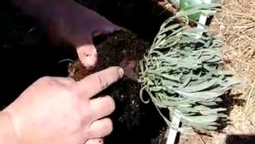 S1: E7 Dave acting like the lavender SME